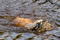 My Brand Soul Sister "Missy"