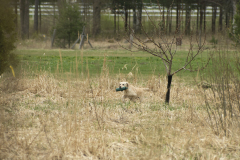 My Brand Soul Sister "Missy"