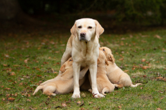 My Brand Soul Sister "Missy"