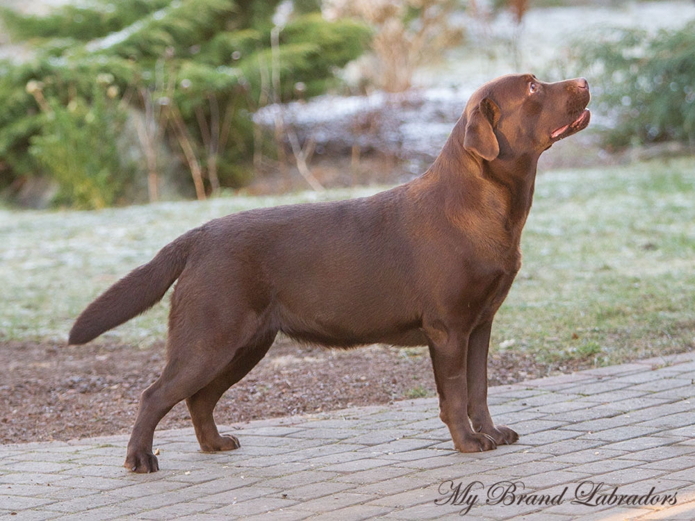 MB-Special-Indeed-Dec15