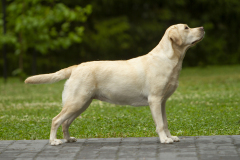 My Brand Star Dust "Lana" at the age of 15 months