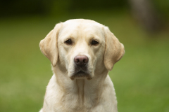 My Brand Star Dust "Lana" at the age of 15 months