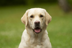 My Brand Star Dust "Lana" at the age of 15 months