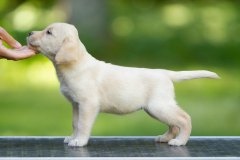 My Brand Star Dust "Lana" at the age of 7 weeks