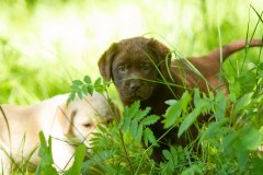 My Brand Twice As Sweet