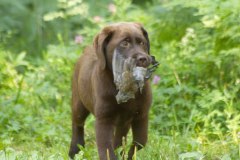 My Brand Twice As Sweet