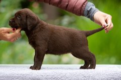 My Brand Twice Blessed "Choco", 5 weeks old