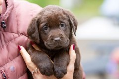 My Brand Twice Blessed "Choco"