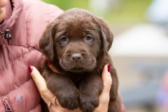 My Brand Twice Blessed "Choco"