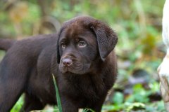 My Brand Twice Is Not Enough (10 weeks old)