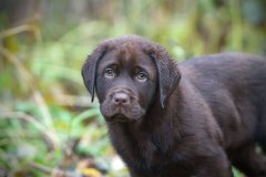 My Brand Twice Is Not Enough (10 weeks old)