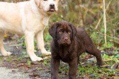 My Brand Twice Is Not Enough (10 weeks old)