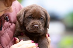 My Brand Twice Is Not Enough (5 weeks old)