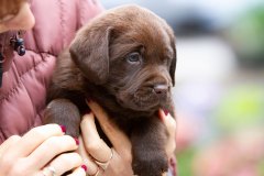 My Brand Twice Is Not Enough (5 weeks old)