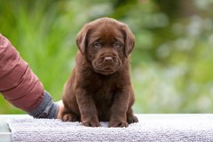 My Brand Twice Is Not Enough (5 weeks old)