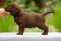 My Brand Twice Is Not Enough (5 weeks old)