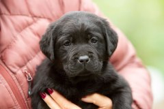 My Brand Twice The Love "Luna"