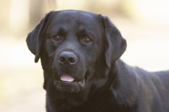 My Brand Van Damme at the age of 4 years