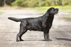 My Brand Van Damme at the age of 4 years