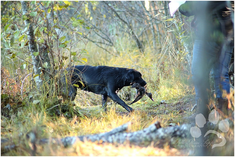 my brand victoria's secret