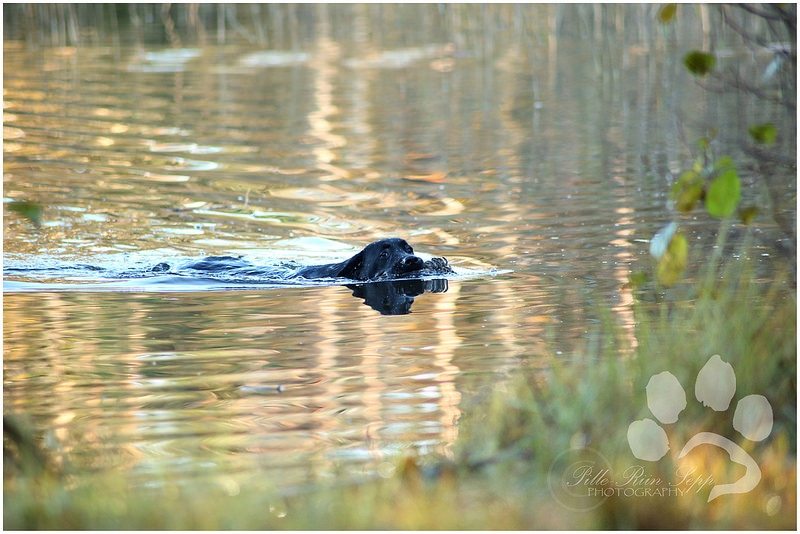 my brand victoria's secret