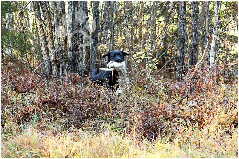 my brand victoria's secret