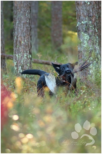 my brand victoria's secret