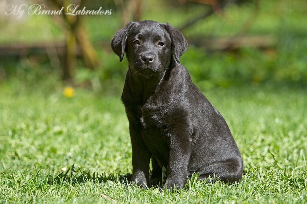 MB-Victorias-Secret-2