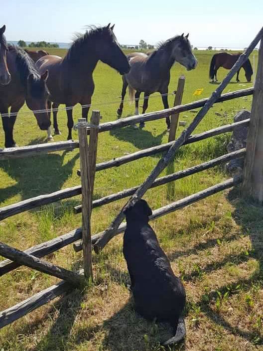 my brand victoria's secret