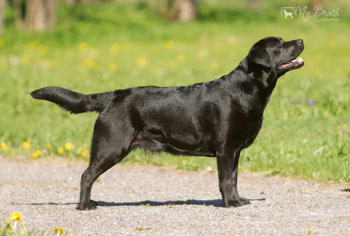 MB-Victorias-Secret-mai2017