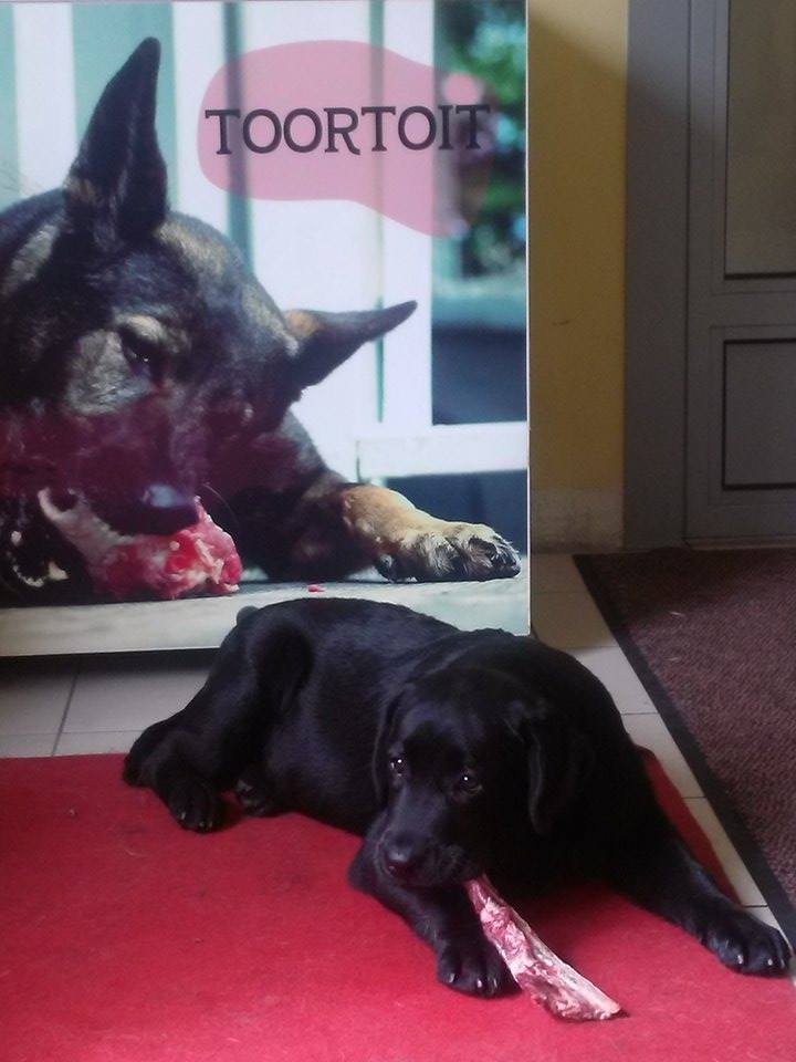 MB Victorias Secret toortoit