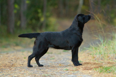 My Brand What A Wonderful World "Romina"