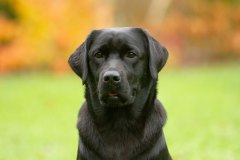 My Brand What A Wonderful World "Romina"