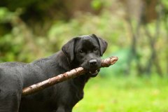 My Brand What A Wonderful World "Romina" at the age of 1 year