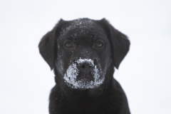 kutsikad-lumes-Bono_13