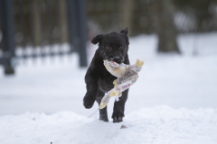 kutsikad-lumes-Bono_14