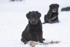 kutsikad-lumes-Bono_18