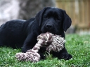emma-toy