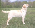 rufus_donna