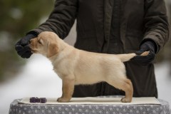 Cookie-lilla-tütar-seis