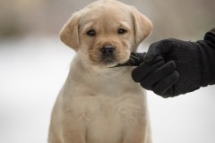 Cookie-lilla-tutar-portree