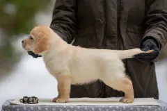 Fibi-65-nadalat-seis2