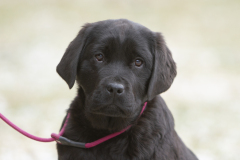 My Brand Oldfashioned  (Stronglines Twinkle Twinkle Little Star “Hugo” - Double Mocha Aquarelle "Mocha)