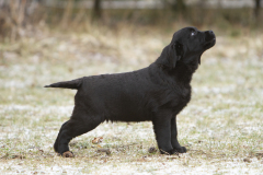 My Brand Oldfashioned  (Stronglines Twinkle Twinkle Little Star “Hugo” - Double Mocha Aquarelle "Mocha)