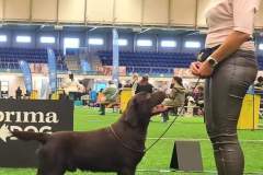 My Brand Irish Whisky  (Stronglines Twinkle Twinkle Little Star “Hugo” - Double Mocha Aquarelle "Mocha)