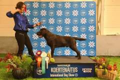 My Brand Irish Whiskey (Stronglines Twinkle Twinkle Little Star “Hugo” - Double Mocha Aquarelle "Mocha)