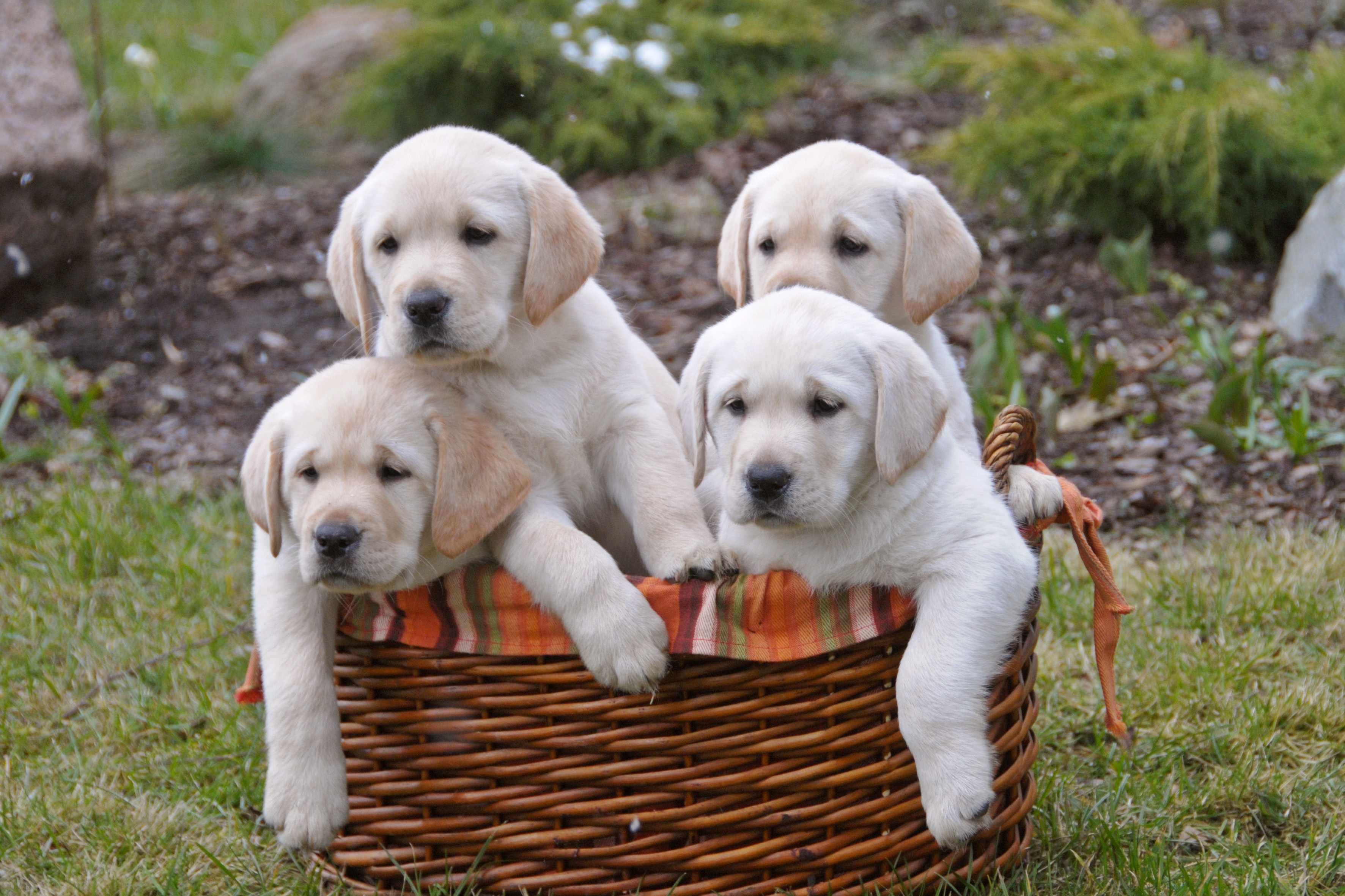 yellow puppies