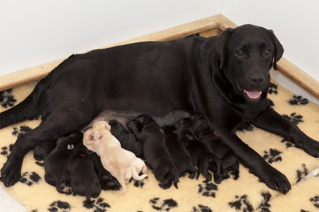 Ranya's litter born 7.07.2012