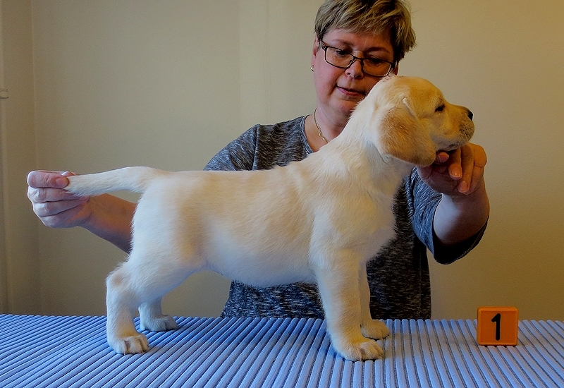 Tawastway’s Pussycat (6 weeks old), dam Follies Raindrop