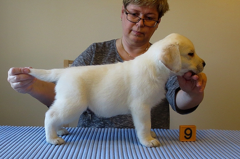 Tawastway's Cat-A-Holic (6 weeks old), dam Follies Raindrop